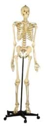 Zeige Details für Skelett Homo 180cm Bild von Skelett Homo 180cm
